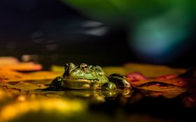 Zaba 009 Frog