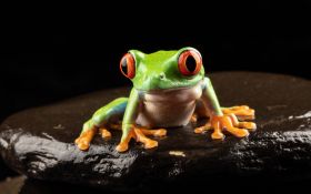 Zaba 022 Frog