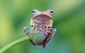 Zaba 028 Frog