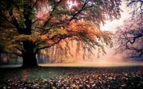 Jesien 1920x1200 054 Drzewa, Liście, Park