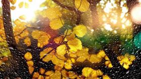Jesien 298 Krople Deszczu, Liscie, Galezie