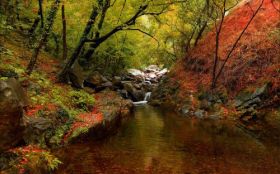 Jesien 313 Rzeka, Kamienie, Drzewa