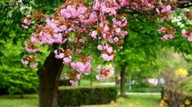 Wiosna 1920x1080 001 Ogrod, Drzewo, Kwiaty
