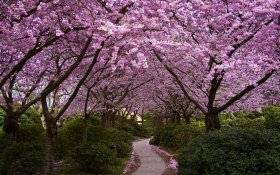 Wiosna 255 Park, Drzewa, Kwiaty