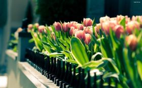 Wiosna 2560x1600 040 Tulipany