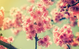 Wiosna 286 Kwiaty Wisni, Drzewo, Sakura