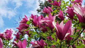 Wiosna 294 Magnolia, Kwiaty