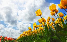 Wiosna 314 Kwiaty, Zolte Tulipany, Chmury, Niebo