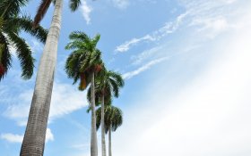 Lato 539 Miami, USA, Niebo, Palmy