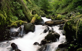 00169 foreststream 1280x800