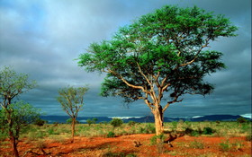 00199 africanlandscape 1280x800