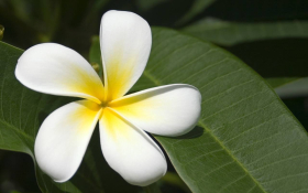 00499 fijianfrangipani 1280x800