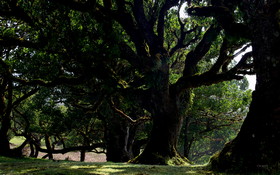 01323 madeira 1280x800