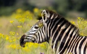 Zebra 2560x1600 001