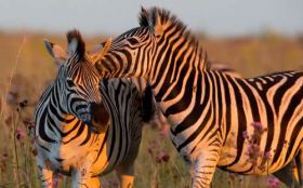 Zebra 2560x1600 004