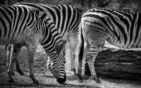 Zebra 2560x1600 007