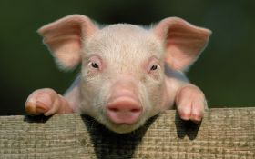 Swinia 011 Pig