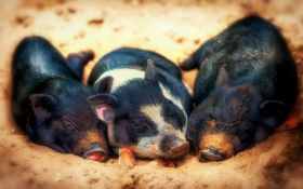Swinia 018 Pig