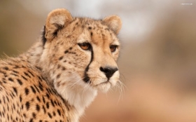 Gepard 012