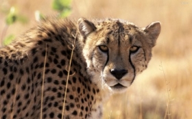 Gepard 015