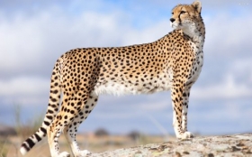 Gepard 021