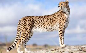 Gepard 021