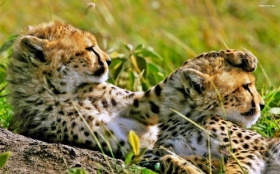 Gepard 036