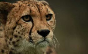 Gepard 038