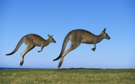 Animals 1920x1200 010 kangury