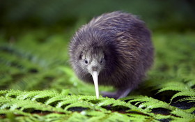 Animals 1920x1200 123 ptak kiwi